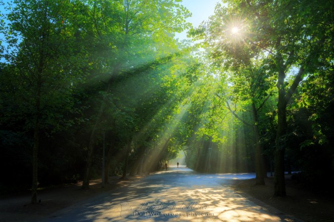 7C0A9087A_8B_9C_tonemapped adj silhouette logo (Large).jpg