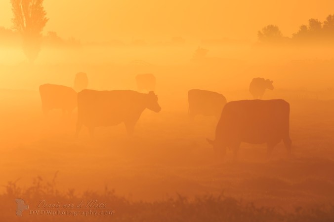 7C0A5853A2017 LOGO2 (Large)