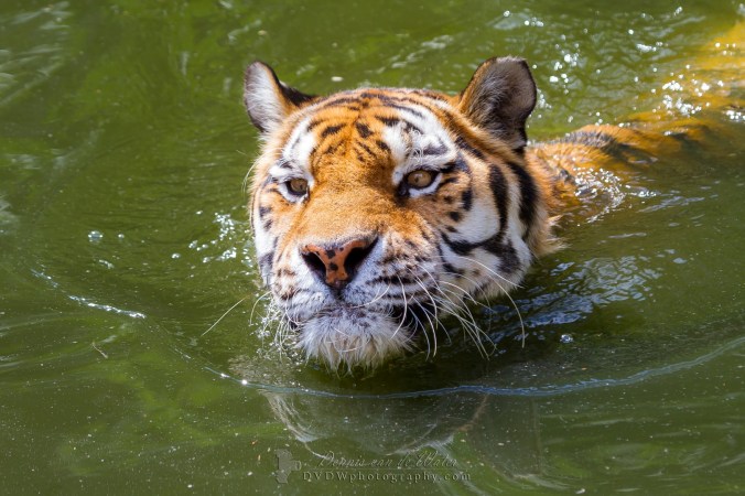 img_1438a-logo-large