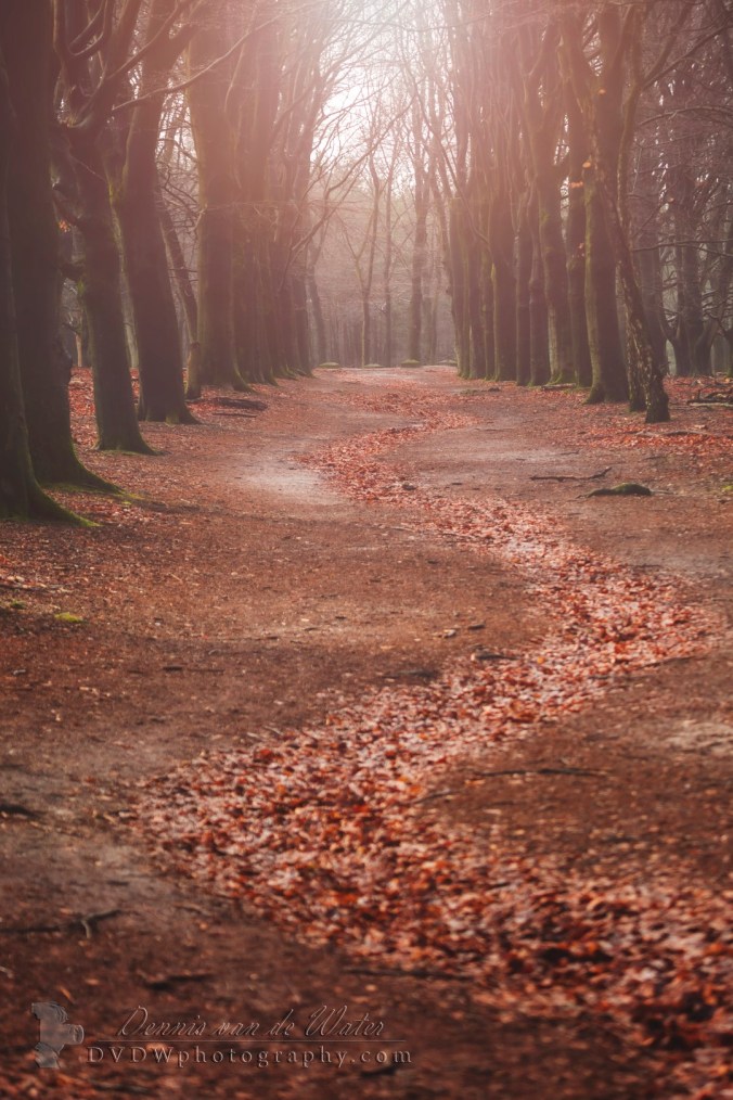 7C0A6616A2 NAAM (Groot)